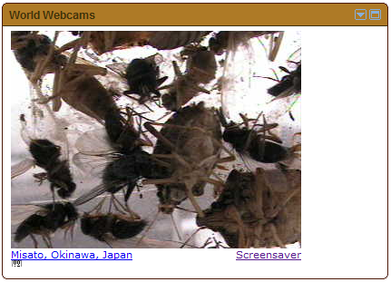 bugcam bugcam